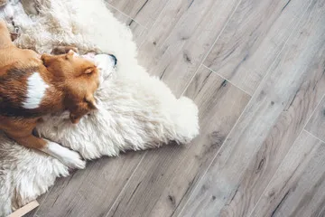 Family dog resting on durable laminate flooring
